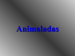AnimaladasAnimaladas
 