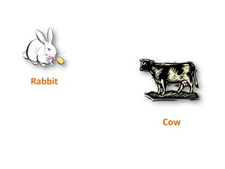 RabbitCow