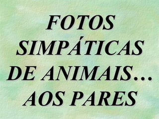 FOTOS
SIMPÁTICAS
DE ANIMAIS…
AOS PARES

 