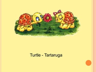 Turtle - Tartaruga