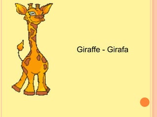 Giraffe - Girafa