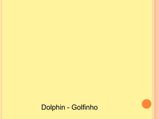 Dolphin - Golfinho