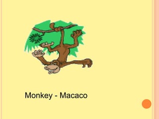 Monkey - Macaco