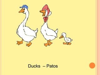 Ducks  – Patos