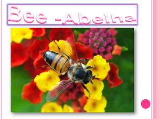 Bee -Abelha