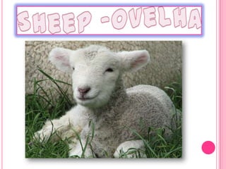 Sheep-Ovelha