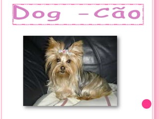 Dog-Cão