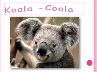 Koala-Coala