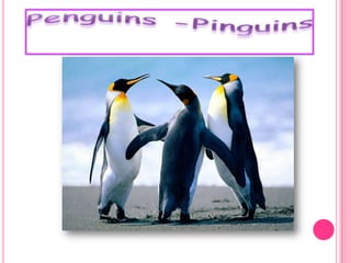 Penguins-Pinguins