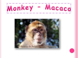 Monkey - Macaco