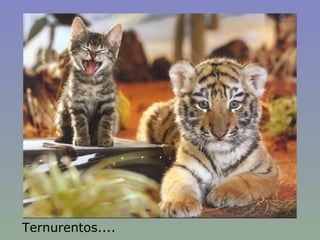 Ternurentos.... 