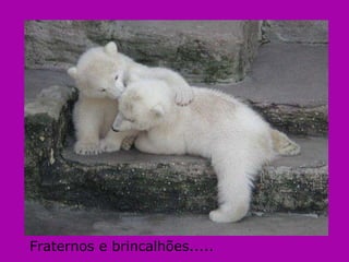 Fraternos e brincalhões..... 