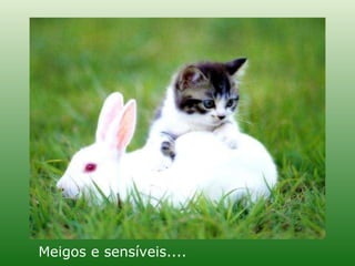 Meigos e sensíveis.... 