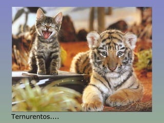 Ternurentos.... 