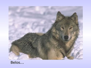 Belos... 