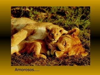 Amorosos.... 