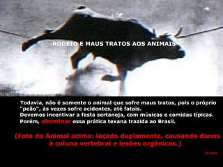 RODEIO E MAUS TRATOS AOS ANIMAIS Todavia, não é somente o animal que sofre maus tratos, pois o próprio  "peão“, às vezes sofre acidentes, até fatais. Devemos incentivar a festa sertaneja, com músicas e comidas típicas.  Porém,  abominar  essa prática texana trazida ao Brasil. (Foto do Animal acima: laçado duplamente, causando danos à coluna vertebral e lesões orgânicas.)   RODEIO E MAUS TRATOS AOS ANIMAIS by nur@ 