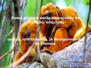MICO LEÃO DOURADO Esses animais estão ameaçados de extinção, enquanto outros, infelizmente, já desapareceram do Planeta. Nura Slides 