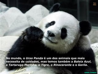 No mundo, o  Urso Panda  é um dos animais que mais necessita de cuidados, mas temos também a  Baleia Azul , a  Tartaruga Marinha , o  Tigre ,  o Rinoceronte  e o  Gorila. URSO PANDA Nura Slides 