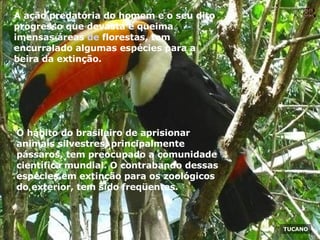 Nura Slides TUCANO A ação predatória do homem e o seu dito progresso que devasta e queima imensas áreas  de  florestas, tem encurralado algumas espécies para a beira da extinção. O hábito do brasileiro de aprisionar animais silvestres, principalmente pássaros, tem preocupado a comunidade científica mundial. O contrabando dessas espécies em extinção para os zoológicos do exterior, tem sido freqüentes. 