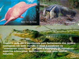 Nura Slides Cresce a cada dia o movimento pelo fechamento dos jardins zoológicos em todo mundo. O ideal é existirem os “ criadouros científicos ” que têm a finalidade de reproduzir espécies ameaçadas, devolvendo-as aos seus habitat naturais. Boto Cor de Rosa Tamanduá Jacaré 