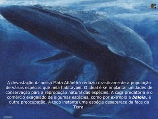 Nura Slides A devastação da nossa Mata Atlântica reduziu drasticamente a população de várias espécies que nela habitavam. O ideal é se implantar unidades de conservação para a reprodução natural das espécies. A caça predatória e o comércio exagerado de algumas espécies, como por exemplo a  baleia , é outra preocupação. A todo instante uma espécie desaparece da face da Terra. 