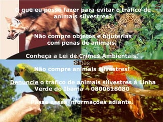 Nura Slides Nura Slides O que eu posso fazer para evitar o tráfico de animais silvestres? Não compre objetos e bijuterias com penas de animais.  Conheça a Lei de Crimes Ambientais.  Não compre animais silvestres!  Denuncie  o tráfico de animais silvestres à Linha Verde do Ibama – 0800618080  Passe essas informações adiante.  
