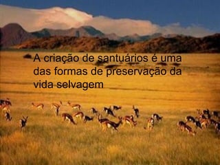 A criação de santuários é uma das formas de preservação da vida selvagem 