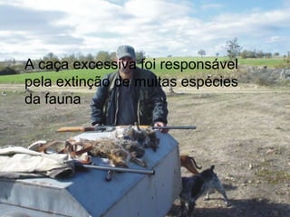 A caça excessiva foi responsável pela extinção de muitas espécies da fauna 