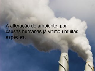 A alteração do ambiente, por causas humanas já vitimou muitas espécies. 
