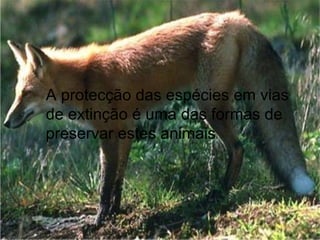 A protecção das espécies em vias de extinção é uma das formas de preservar estes animais 