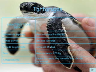 Tartarugas Podem ter medo dos humanos mas não são agressivas Temperamento: Mais ou menos 226 kg Peso: cerca de 55 dias Período de gestação: Até aos 150 anos Tempo de vida: Mais ou menos 8 espécies  Número de espécies: CARACTERÍSTICAS GERAIS 