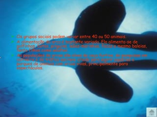 Os grupos sociais podem variar entre 40 ou 50 animais. A alimentação da orca é bastante variada. Ela alimenta-se de golfinhos, botos, pinguins, leões-marinhos, focas e mesmo baleias, tanto filhos como adultos.  As populações de orcas são alvos da caça furtiva, de pesquisas em cativeiro e do tráfico escravo criado para suprir aquários e parques de animais com orcas vivas, principalmente para espectáculos. 