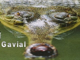 Gavial 