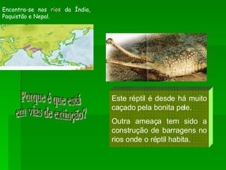 Encontra-se nos  rios  da Índia, Paquistão e Nepal. Este réptil é desde há muito caçado pela bonita pele. Outra ameaça tem sido a construção de barragens no rios onde o réptil habita. Porque é que está  em vias de extinção? 