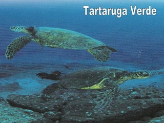 Tartaruga Verde 