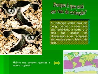A Tartaruga Verde está em perigo porque os seus ovos são recolhidos, a carne e o óleo são usadas na alimentação e as carapaças são usadas para o fabrico de jóias. Habita nos oceanos quentes e mares tropicais. Porque é que está  em vias de extinção? 
