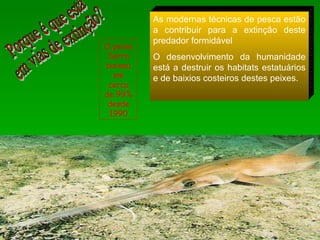 As modernas técnicas de pesca estão a contribuir para a extinção deste predador formidável O desenvolvimento da humanidade está a destruir os habitats estatuários e de baixios costeiros destes peixes. O peixe Serra baixou em cerca de 99% desde 1990 Porque é que está  em vias de extinção? 