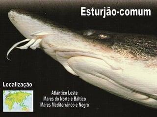 Esturjão-comum Localização Atlântico Leste Mares do Norte e Báltico Mares Mediterrâneo e Negro 