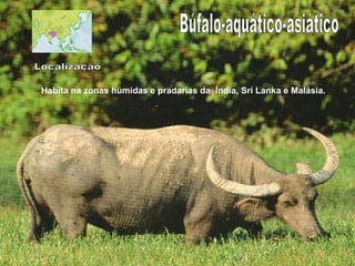 Búfalo-aquático-asiático Localização Habita na zonas húmidas e pradarias da  Índia, Sri Lanka e Malásia. 