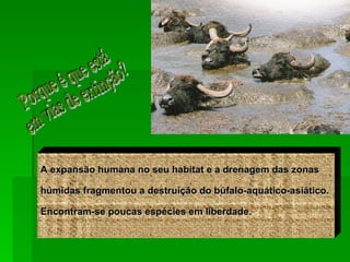 Porque é que está  em vias de extinção? A expansão humana no seu habitat e a drenagem das zonas  húmidas fragmentou a destruição do búfalo-aquático-asiático.  Encontram-se poucas espécies em liberdade. 