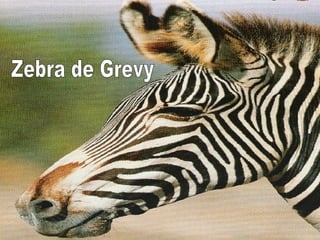 Zebra de Grevy 