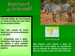 Localização Esta espécie está restrita a áreas de savana ária numa região de sub-deserto que se estende do Sudeste da Etiópia ao Norte do Quénia e parte de África Oriental. Porque é que está  em vias de extinção? Uma das razões  da  sua extinção é o facto da zebra ser uma vítima  da sua própria beleza. Tem  sido  caçada  de  forma intensiva para comercializarem o seu pêlo. A  competição  com  o  gado doméstico  pela água, a  perda de  habitat  e  seca  também afectaram negativamente esta espécie. 