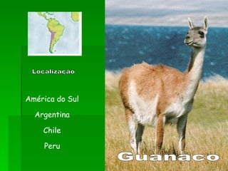 Localização América do Sul Argentina  Chile Peru Guanaco 