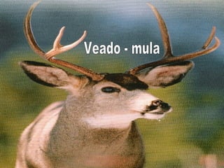 Veado - mula 