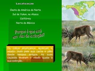 Localização Oeste da América do Norte Sul de Yukon, no Alasca Califórnia Norte do México Porque é que está  em vias de extinção? Os índios americanos, apreciam o veado- mula pela sua carne e pêlo desde tempos antigos. As suas caçadas levaram o veado quase à sua extinção. 