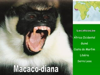 Macaco-diana Localização África Ocidental Guiné Costa do Marfim Libéria Serra Leoa 