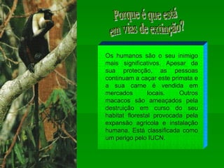 Porque é que está  em vias de extinção? Os humanos são o seu inimigo mais significativos. Apesar da sua protecção, as pessoas continuam a caçar este primata e a sua carne é vendida em mercados locais. Outros macacos são ameaçados pela destruição em curso do seu habitat florestal provocada pela expansão agrícola e instalação humana. Está classificada como um perigo pelo IUCN.  