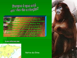 Localização Nativo da China Porque é que está  em vias de extinção? Uma ameaça mais recente chega da  destruição do seu habitat de floresta devida a actividades humanas. Muitos dos  10000-15000 indivíduos que restam na natureza vivem em áreas protegidas. Este macaco continua a ser vulnerável  e são necessárias mais medidas para o  proteger a si e ao seu habitat.  