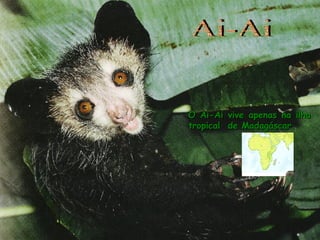 Ai-Ai O Ai-Ai vive apenas na ilha tropical  de Madagáscar. 